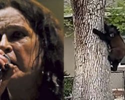 Watch: Wildlife Officials Blast BLACK SABBATH's 'Iron Man' To Try To Coax Bear Out Of Tree