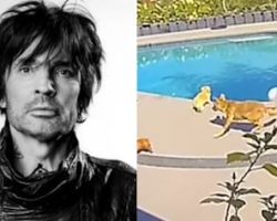 TOMMY LEE's Wife Rescues Their Dog From Coyote Attack In Backyard Of Couple's Home