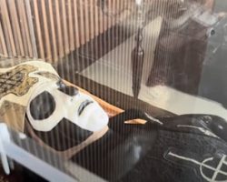 Go Inside GHOST's Museum Exhibit On 2025's 'Skeletour' (Video)