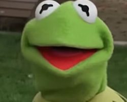 KERMIT THE FROG Shares Moving Tribute To OZZY OSBOURNE: 'No One Rocked Harder'